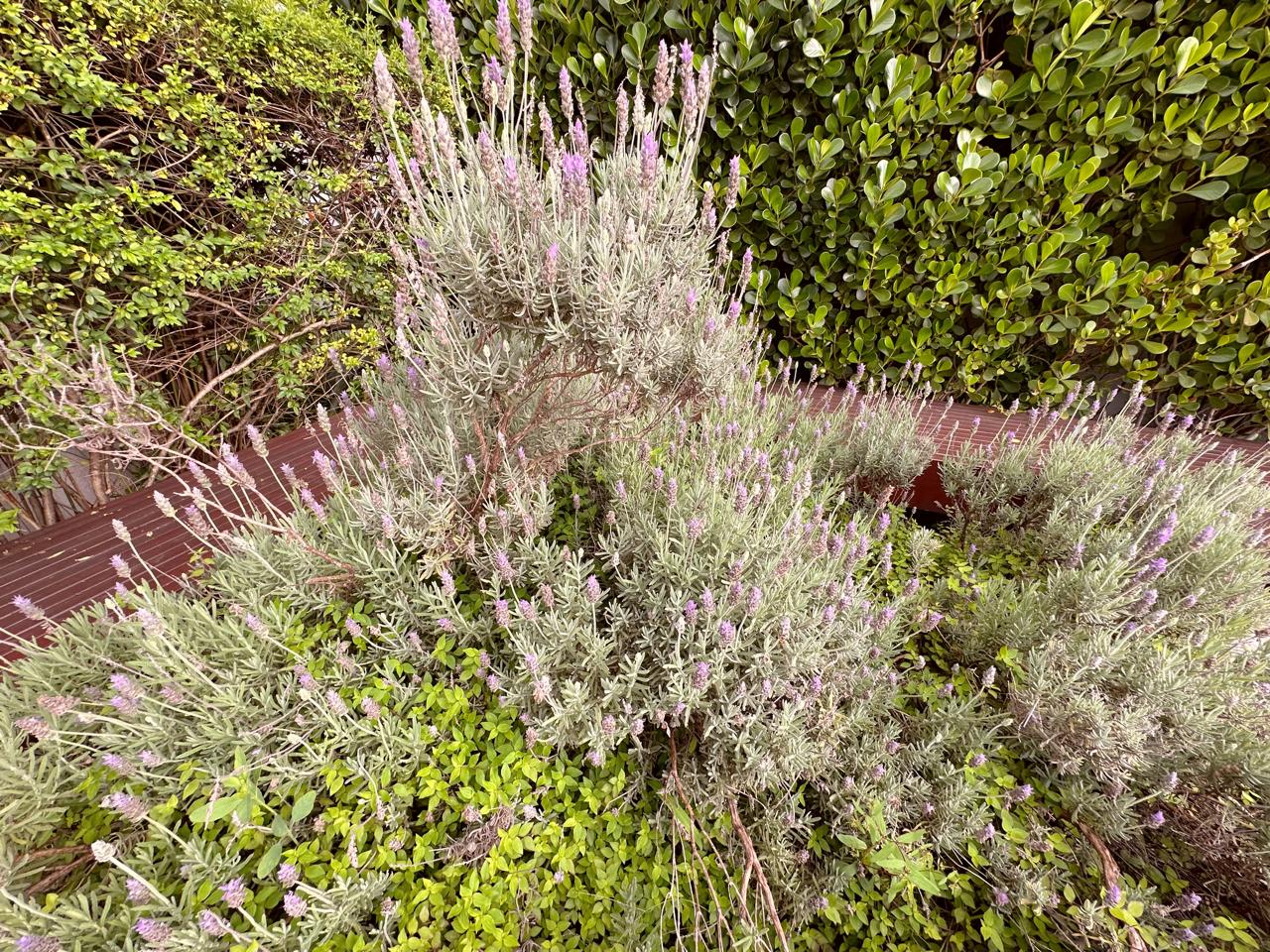 Pinheiros – Cód. 112980